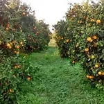 펜션 Neben Orangenbaum-obstgarten By Interhome *