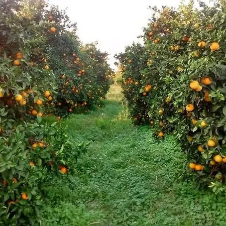 Semesterbostad Neben Orangenbaum-obstgarten By Interhome *