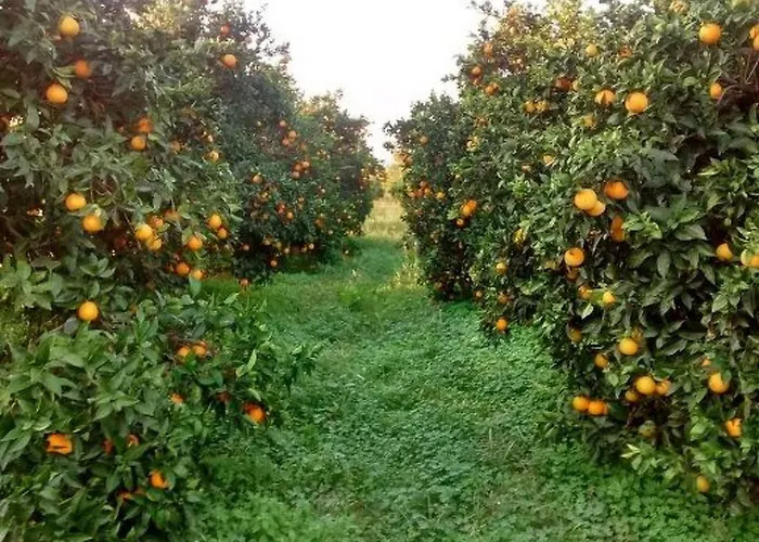 Holiday home Neben Orangenbaum-obstgarten By Interhome *